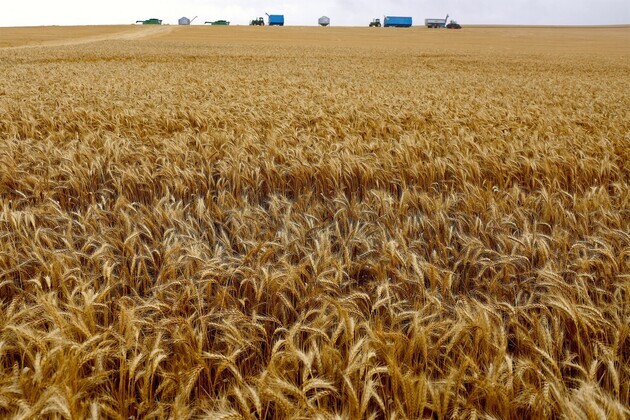 Severe rain, hailstorms ravage mature wheat crops in Pakistan's Punjab
