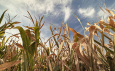 'No longer distant or theoretical': How nature loss is eroding the foundations of financial stability