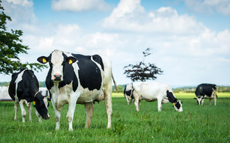 YFC news: Holstein Young Breeders bursary announced for 2024