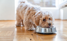 'Carbon pawprint': Dogs' dinners can have greater climate impact than their owners