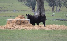  Female cattle turnoff is at record levels due to feed and water shortages. Picture Mark Saunders.