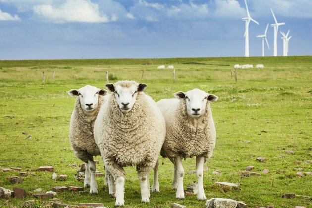 Germany plans huge windfall tax on green energy producers Bloomberg
