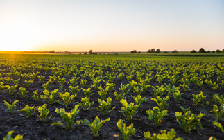 Duchy of Cornwall partners with Regenified to boost regenerative farming ambitions across estate