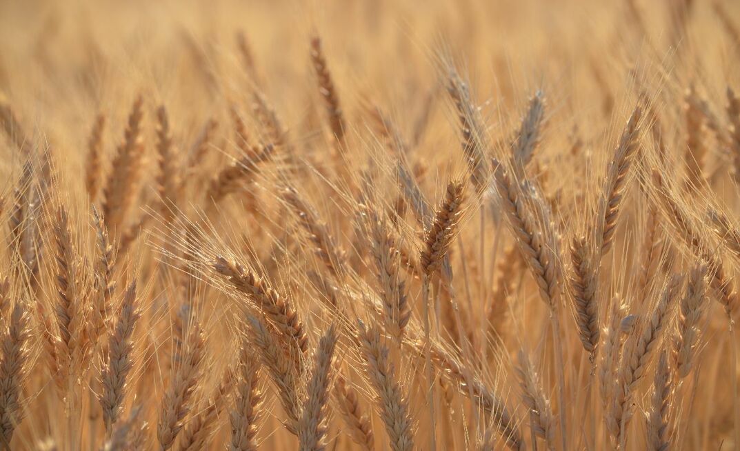 Recent rain has turned around yield potential in WA, with GIWA predicting production at 19.33Mt this season. 