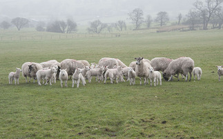 OPINION: New legislation on sheep worrying welcome but not the answer