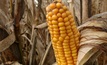 Temperatures not linked to yield losses