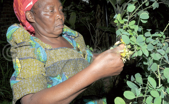 Wanyana ng’anoga eddagala erireeta ag’emugga. Wanyana ng’anoga eddagala erireeta ag’emugga.