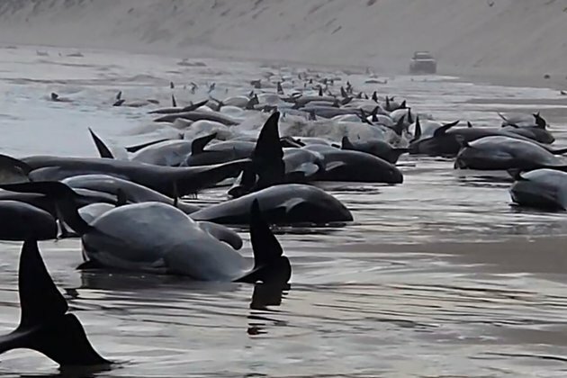 More Than 200 Whales Washed Ashore on Australia&#039;s Tasmania State