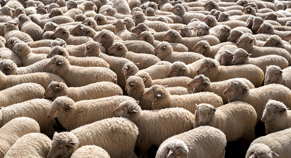 The Federal Government has provided further details about available funding to support the transition away from live sheep exports.