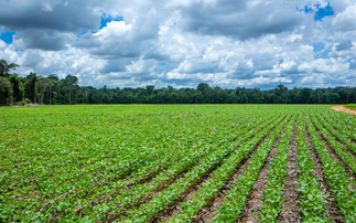 How Trump's tariffs could drive up deforestation to feed demand for soybean oil