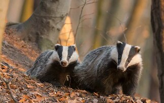 Letters: "Programmes like Springwatch often fail in their duty to educate and inform of the full picture [on badgers]"