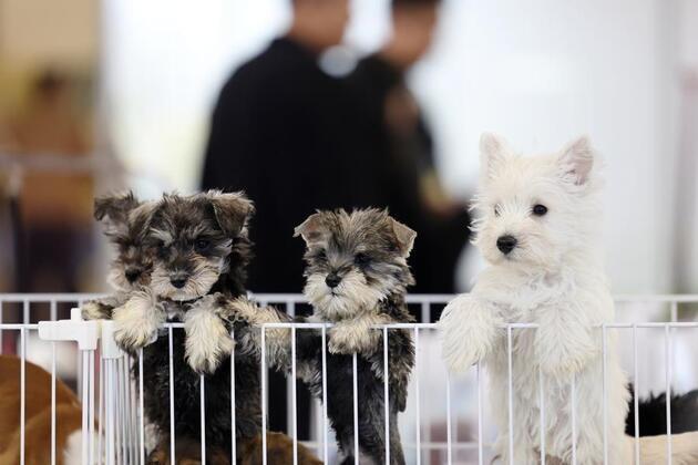 China's pet economy opens up new consumption scenarios