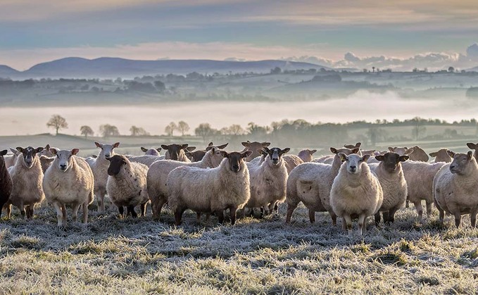 Irish sheep sector in crisis