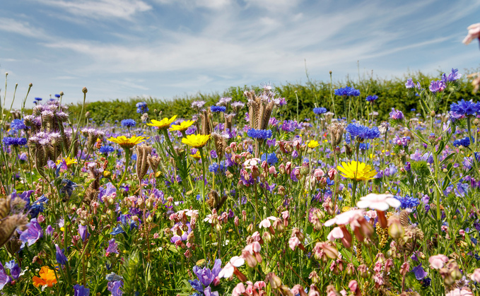 Oxford Real Farming Conference kicks off with lessons from nature 