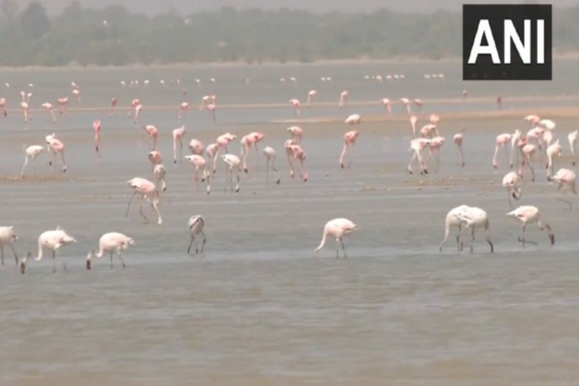 Flamingos flock to Rajasthan's Sambhar Salt Lake