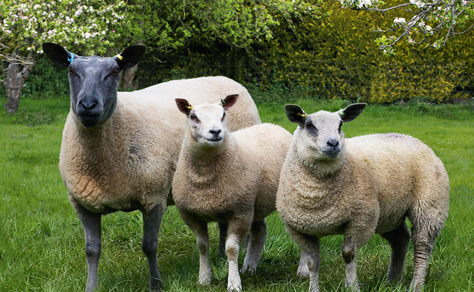 Test your skills and you could win 250 plus a 250 voucher in the 2021 Bleu du Maine Sheep Society stockjudging competition