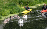 Lafarge rehomes ASBO swan