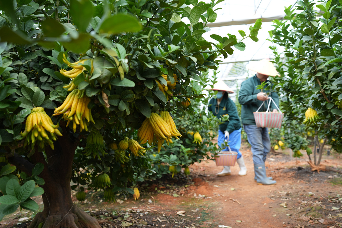 CHINA-ZHEJIANG-JINHUA-FINGERED CITRON-HARVEST (CN)