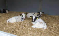 Buitelaar's flagship calf unit: Inside one of the UK's most advanced rearing systems