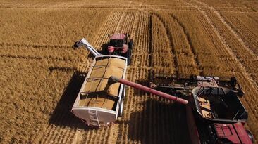ABARES predicts farm profits will drop significantly in 2026-27. 