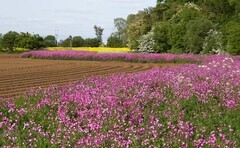 The Farmers Guardian arable podcast: What do the latest SFI actions mean for arable farmers?