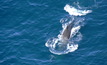 Deep-diving whales – such as this sperm whale – are the most specialised and least understood of all marine mammals