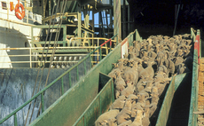 Australian election result looks likely to uphold export ban