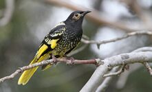 The Regent Honeyeater, one of the significant species Spiecapag worked to protect during pipeline construction work.