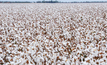 GPA issues a warning after Cotton Australia reports early signs of off-target spray drift damage.  