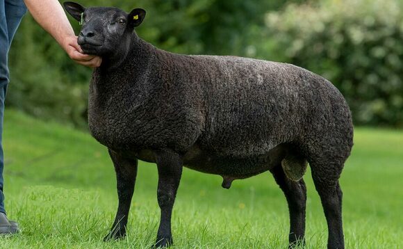 Blue Texel ram lamb sells for 25,000gns