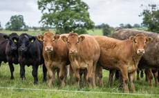 Beef price falls halted by fewer numbers