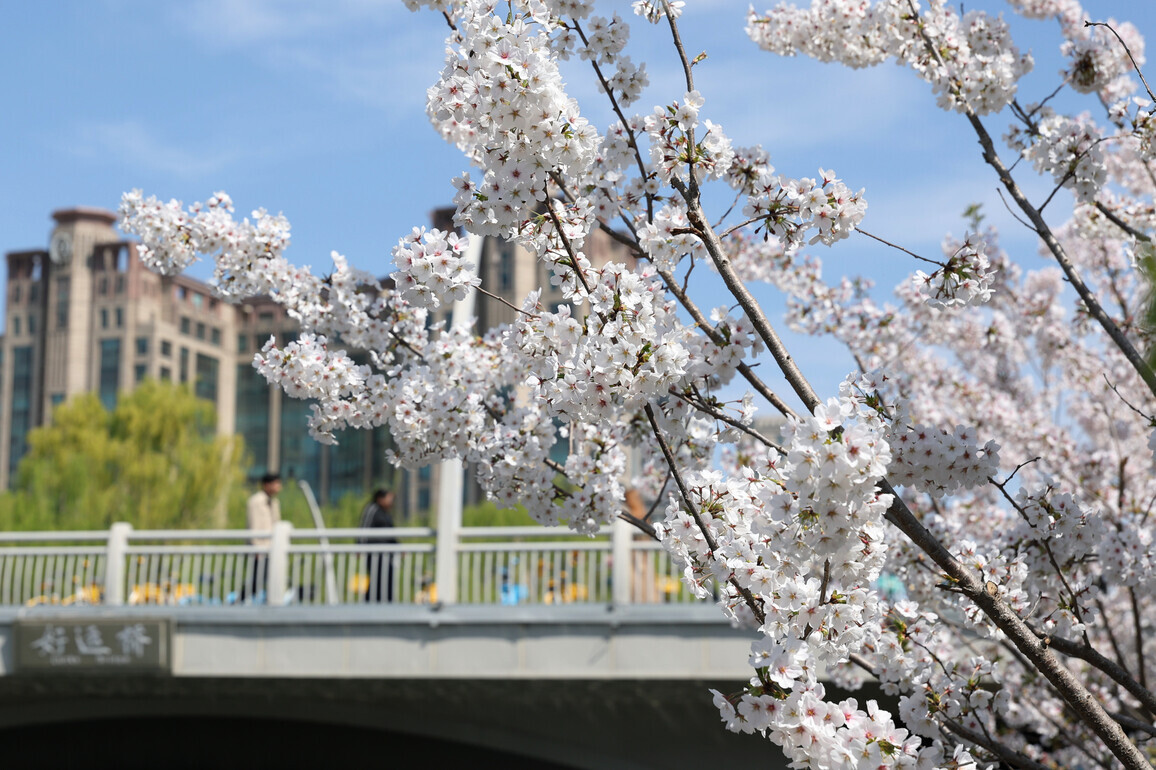 CHINA-BEIJING-RIVERSIDE-FLOWERS (CN)