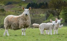 Rural groups warn farmers to be 'vigilant' as lockdown sparks alarming rise in sheep rustling