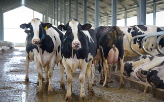 How to treat and diagnose a dairy farm's downer cows