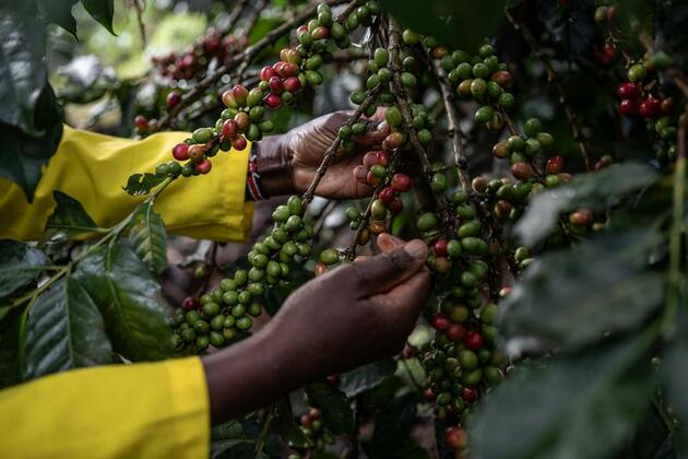 Behind the story of coffee: Africa's struggle against colonialism