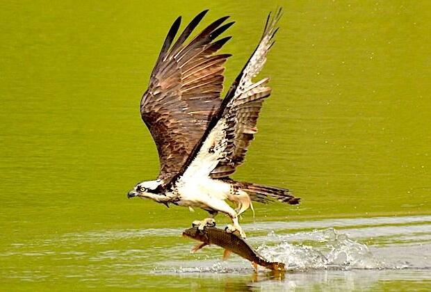 Following 150 year extinction, Ireland to reintroduce ospreys