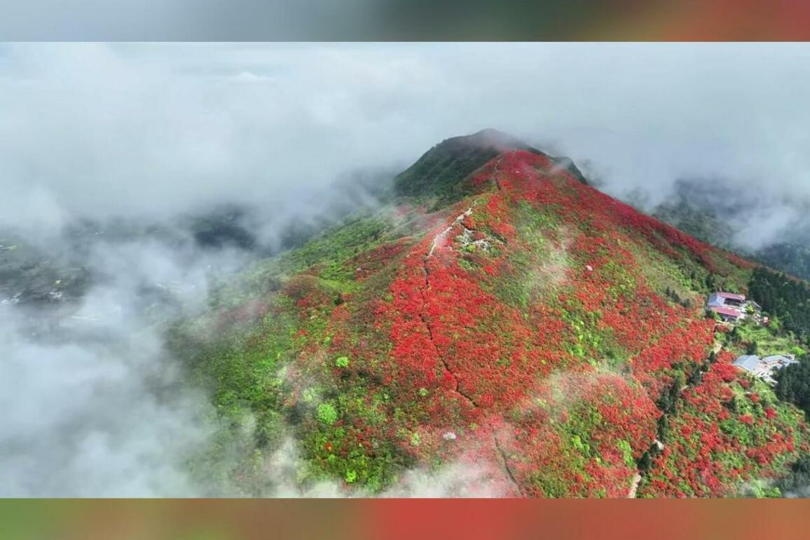 60"FlyOverChina | Blooming azaleas adorn Longquan Mountain in SW China