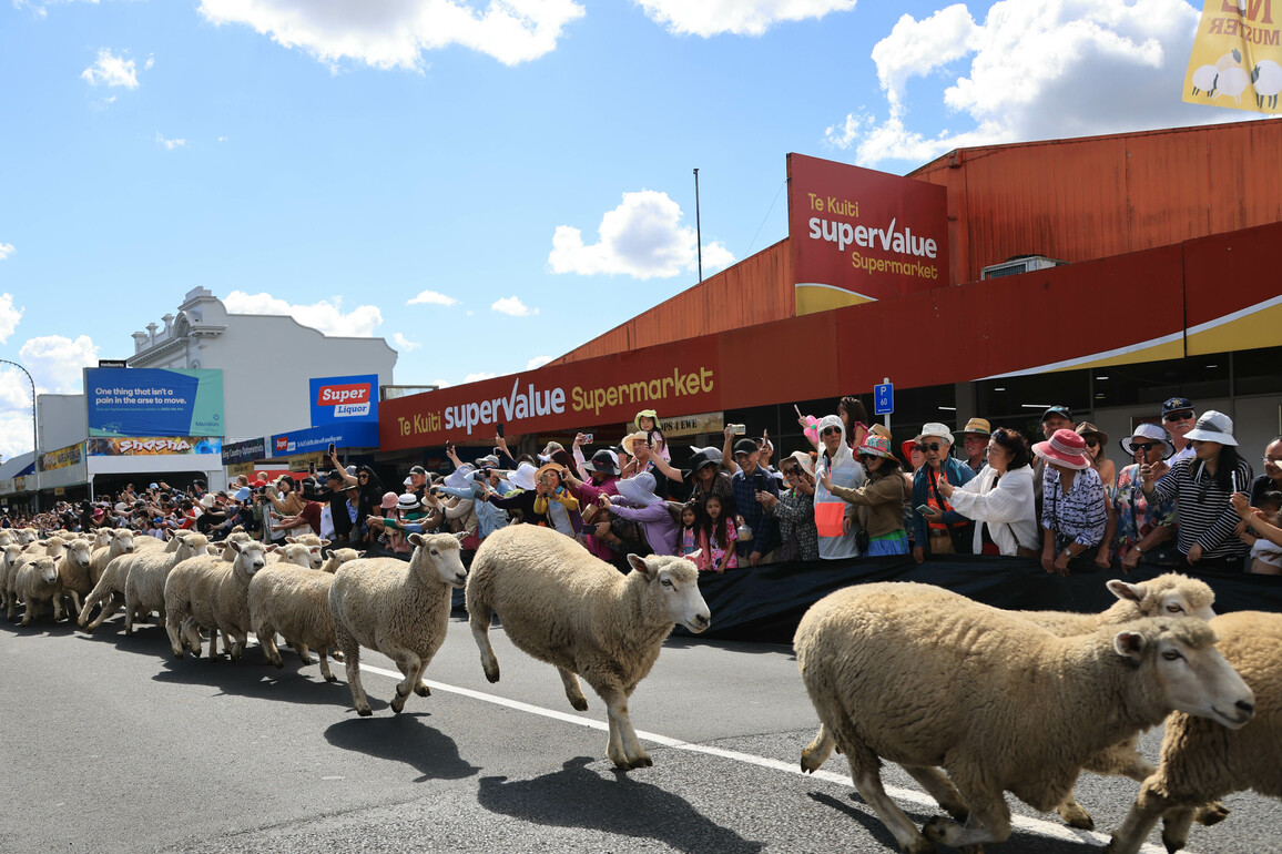 NEW ZEALAND-TE KUITI-RUNNING OF THE SHEEP