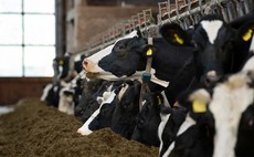 Taking The Guesswork Out  Of Herd Management