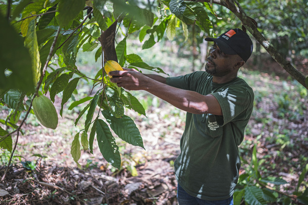 (Hello Africa) Chinese-built plant helps upgrade cocoa industry in Cote d'Ivoire