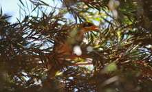 Bird at Rio Tinto ops in WA's Pilbara. Image credit_Karma Barndon.