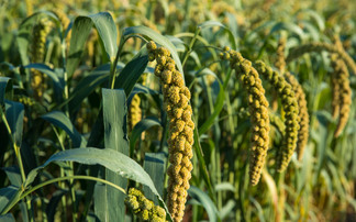 Growing fresh opportunities with novel crops
