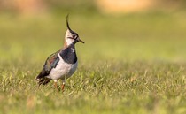 Declining bird species are being supported by farms providing supplementary feeding, data shows