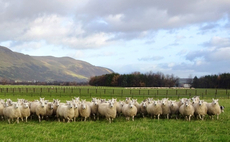 Why better sheep fertility starts long before the ram goes in the field