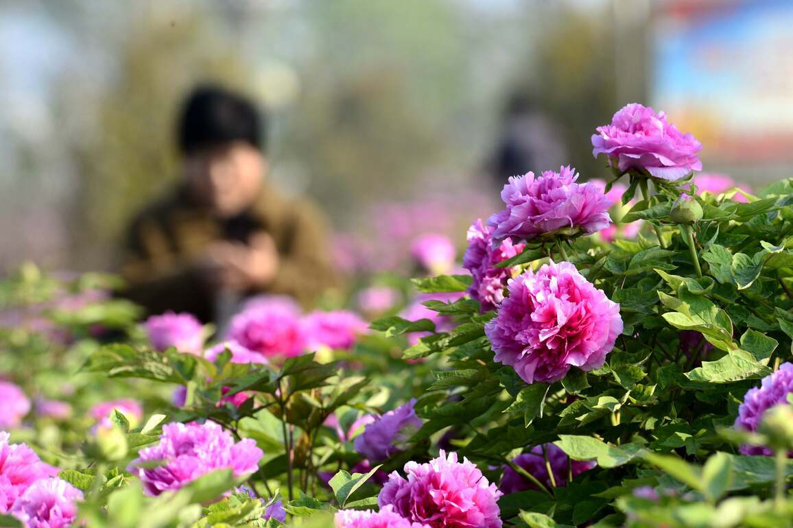 #CHINA-SPRING-FLOWERS(CN)