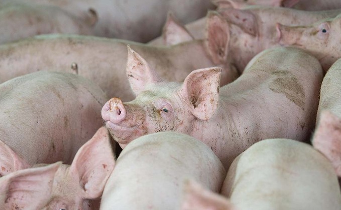 Pig breeder investigated over animal abuse claims