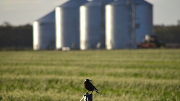 Most of fenitrothion’s current uses, including the treatment of grain storage areas, will no longer be authorised, with the risk posed to birds among the reasons cited for the restrictions.  