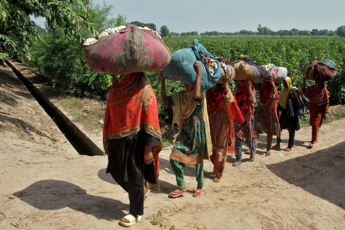 Agriculture in crisis as policy failures and climate shocks batter Pakistan
