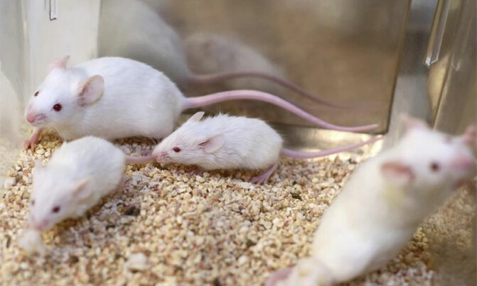 Gene therapy 'allows deaf mice to hear' Gene therapy 'allows deaf mice to hear'