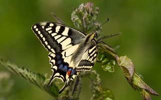 Endangered species to receive £60m funding boost for wildlife protection